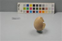 藏品(日本綠雉卵)的圖片